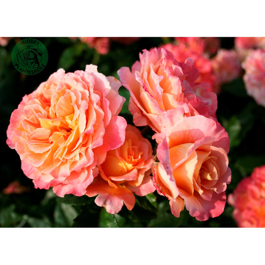 Augusta Luise Rose Seedlings Flower Seeds Perennial Growing Bonsai Corms Tubers Potted Planting Reblooming Fragrant Garden Roots Rhizomes Species Blooms Plant Bulbs Gardening Tree