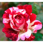 Rainbow Rose Seedlings Flower Seeds Perennial Growing Bonsai Corms Tubers Potted Planting Reblooming Fragrant Garden Roots Rhizomes Species Blooms Plant Bulbs Gardening Tree