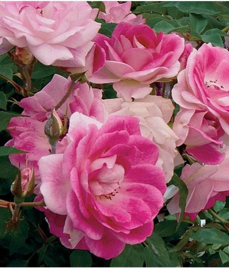 Bright Pink White Rose Seedlings Flower Seeds Perennial Growing Bonsai Corms Tubers Potted Planting Reblooming Fragrant Garden Roots Rhizomes Species Blooms Plant Bulbs Gardening Tree