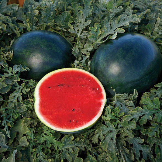 Watermelon Sweetie Pie F1 Seed