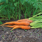 Carrot Fuerte F1 Seed