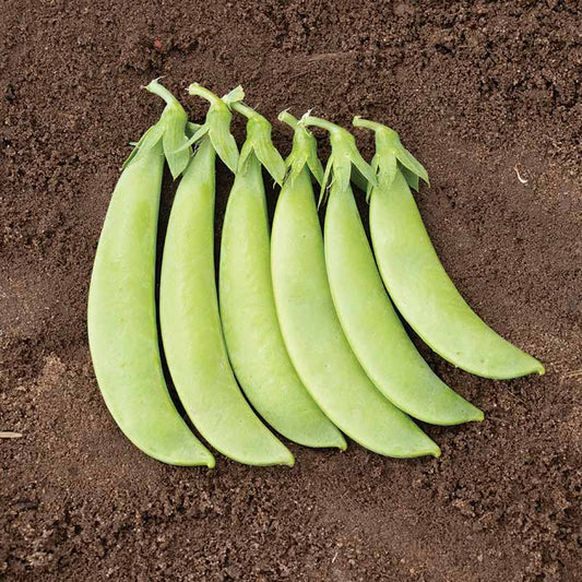 Pea SS 141 Sugar Snap Organic Seed