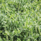 Pea SS 141 Sugar Snap Organic Seed