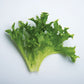 Lettuce Ezrilla MTO Organic Seed