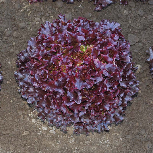 Lettuce Brentwood MTO Organic Seed
