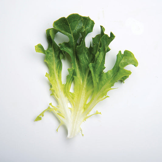 Lettuce Hampton MTO Organic Seed