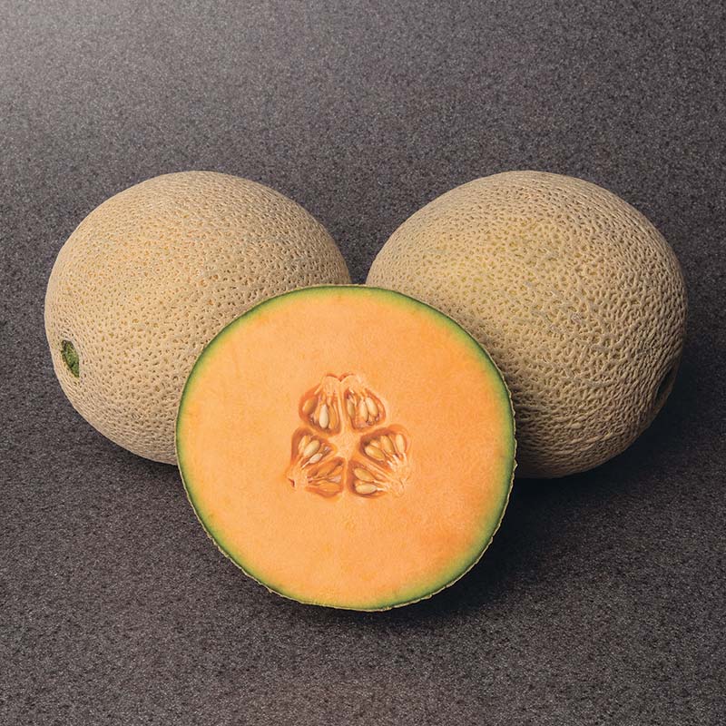 Melon Gold Crown F1 Seed