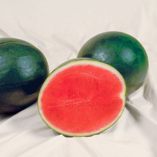 Watermelon Sweet Gem F1 Seed