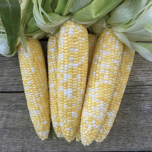 Sweet Corn Spellbound F1 Seed