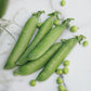 Pea PLS 566 Seed