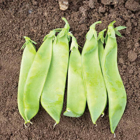 Pea Avalanche Seed