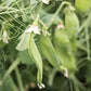 Pea Avalanche Seed
