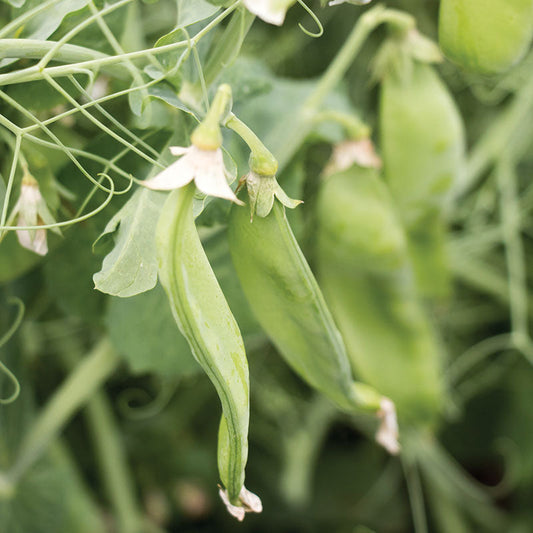 Pea Avalanche Seed