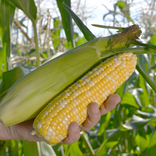 Sweet Corn Flagler F1 Seed