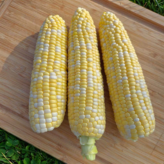 Sweet Corn Flagler F1 Seed