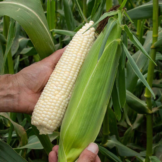 Sweet Corn Coronado F1 Seed