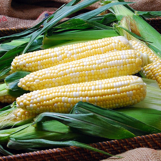 Sweet Corn Solstice F1 Seed