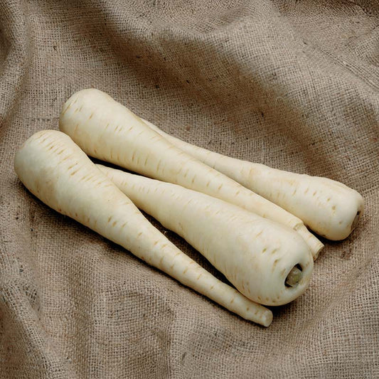 Parsnip Javelin F1 Seed