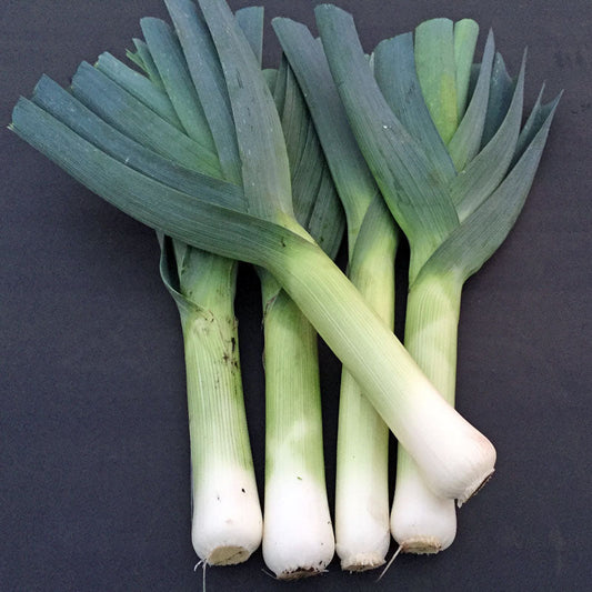 Leek Comanche F1 Organic Seed