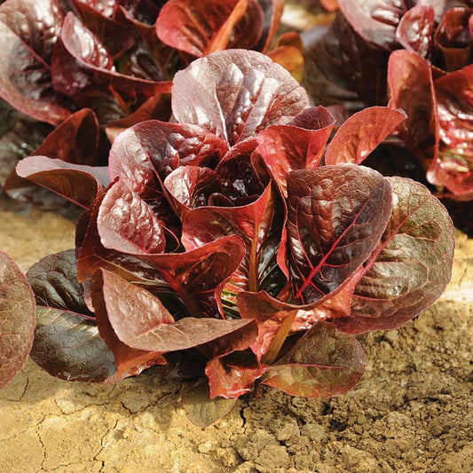 Lettuce Truchas MTO Organic Seed