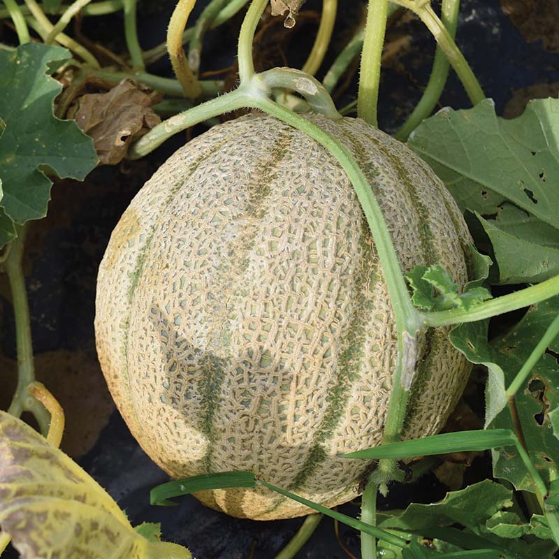Melon Iperione F1 Seed