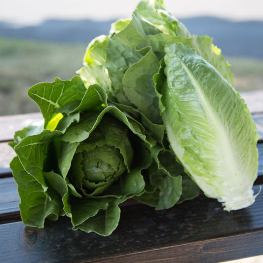 Lettuce Jara MTO Organic Seed