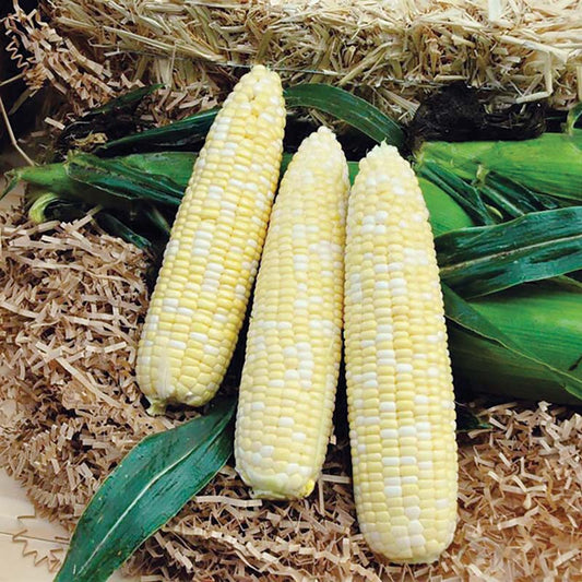 Sweet Corn Signature XR F1 Seed