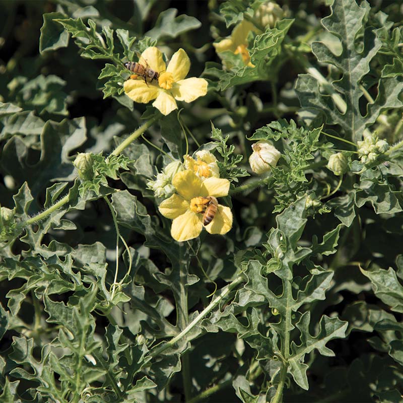 Watermelon SP-6 Seed
