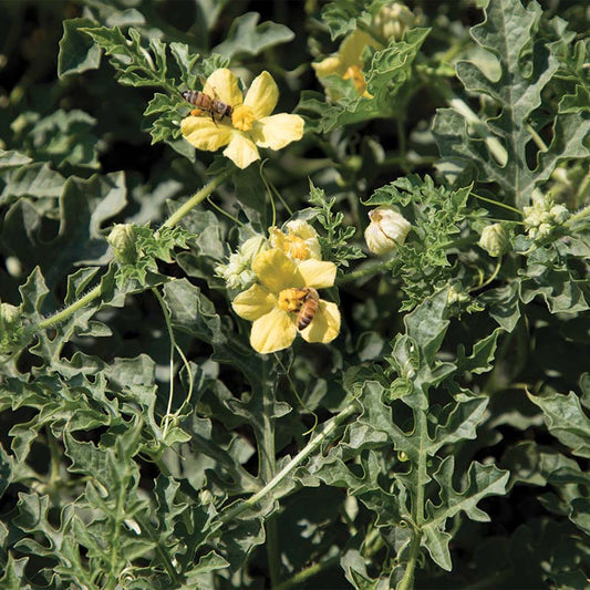 Watermelon SP-6 Seed