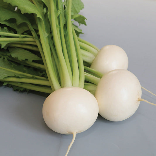 Turnip Tokyo Silky Sweet F1 Seed
