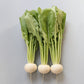 Turnip Tokyo Silky Sweet F1 Seed