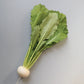 Turnip Tokyo Silky Sweet F1 Seed