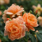 Double Orange Rose Seedlings Flower Seeds Perennial Growing Bonsai Corms Tubers Potted Planting Reblooming Fragrant Garden Roots Rhizomes Species Blooms Plant Bulbs Gardening Tree