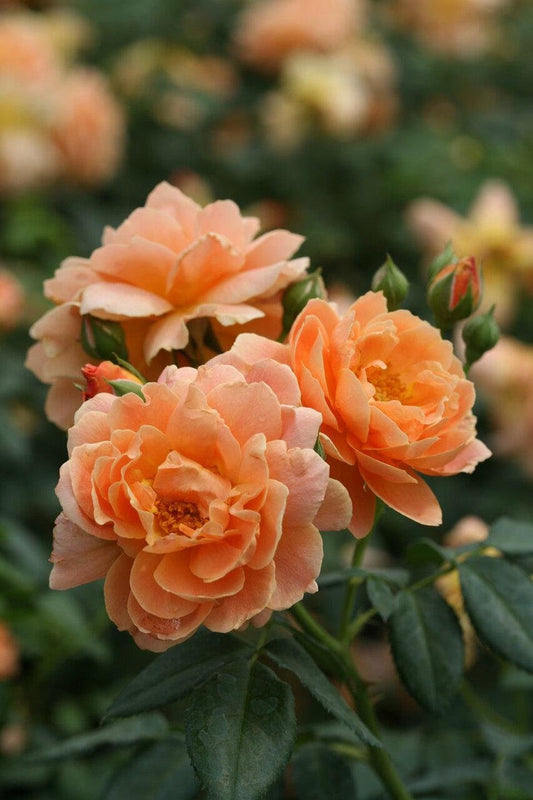 Double Orange Rose Seedlings Flower Seeds Perennial Growing Bonsai Corms Tubers Potted Planting Reblooming Fragrant Garden Roots Rhizomes Species Blooms Plant Bulbs Gardening Tree