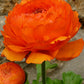 Ranunculus Double Orange Buttercup Corms Bulbs Growing Bonsai Roots Rhizomes Tubers Potted Planting Reblooming Fragrant Garden Species Blooms Flower Seeds Plant Gardening