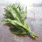 Sage Fanni Organic Seed