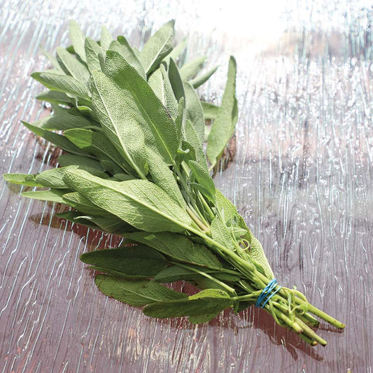 Sage Fanni Organic Seed
