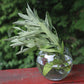 Sage Fanni Organic Seed