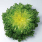 Endive Benefine Organic Seed