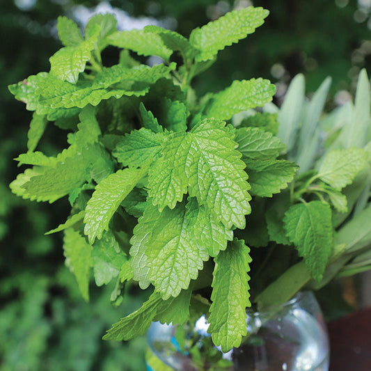 Lemon Balm Alis Organic Seed