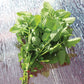 Lemon Balm Alis Organic Seed
