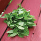 Lemon Balm Alis Organic Seed