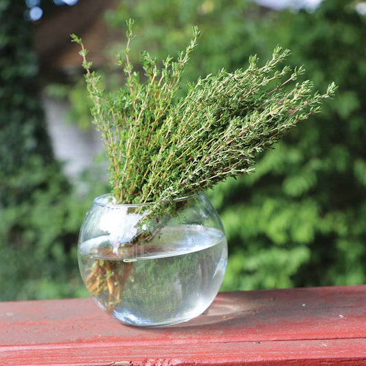 Thyme Ayelet Organic Seed