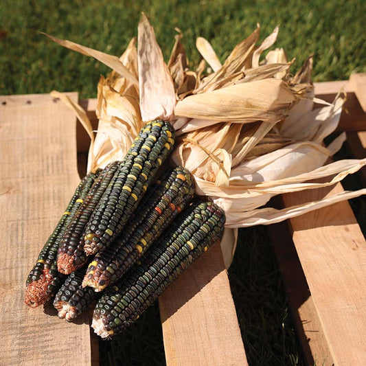 Ornamental Corn Oxacana Green Dent Seed