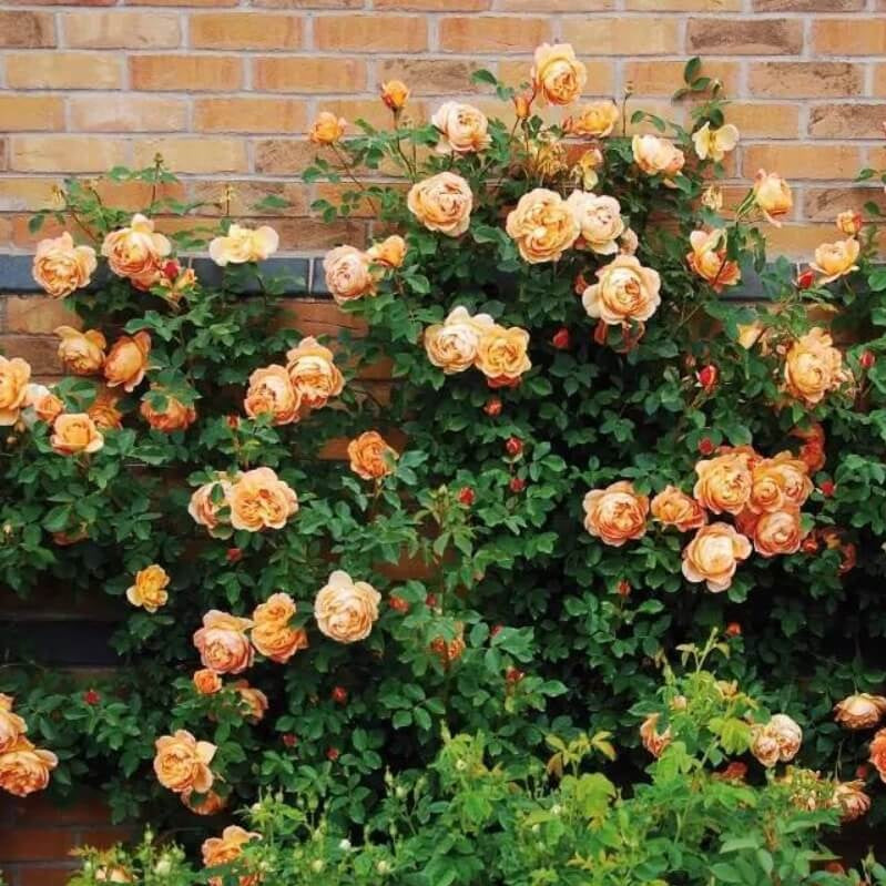Climbing Light Orange Rose Seedlings Flower Seeds Perennial Growing Bonsai Corms Tubers Potted Planting Reblooming Fragrant Garden Roots Rhizomes Species Blooms Plant Bulbs Gardening Tree
