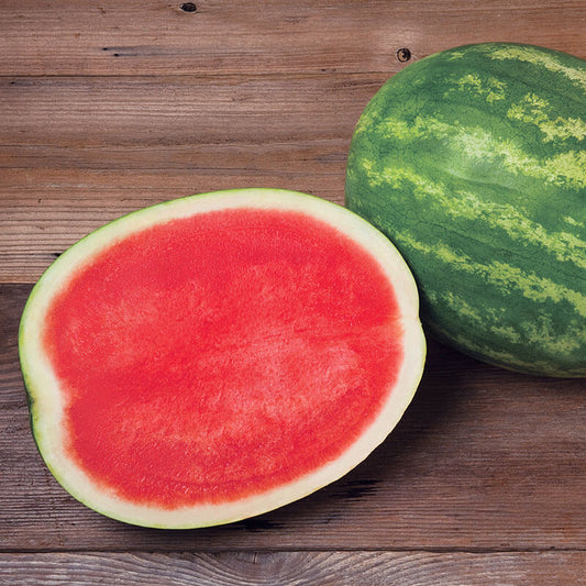 Watermelon Excursion F1 Seed