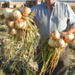 Onion Expression F1 Seed