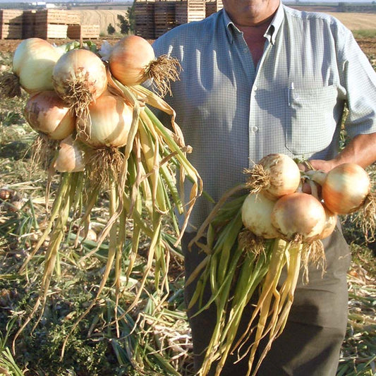 Onion Expression F1 Seed