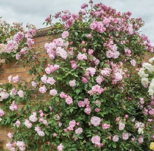 Climbing Light Pink Rose Seedlings Flower Seeds Perennial Growing Bonsai Corms Tubers Potted Planting Reblooming Fragrant Garden Roots Rhizomes Species Blooms Plant Bulbs Gardening Tree