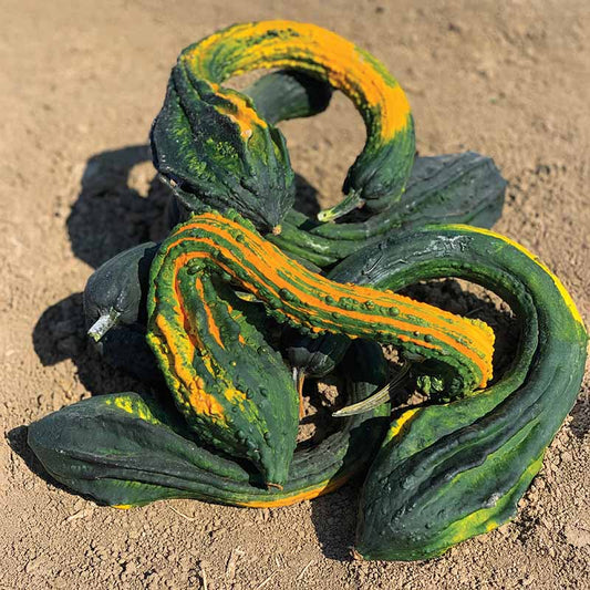Gourd Gourdzilla F1 Seed